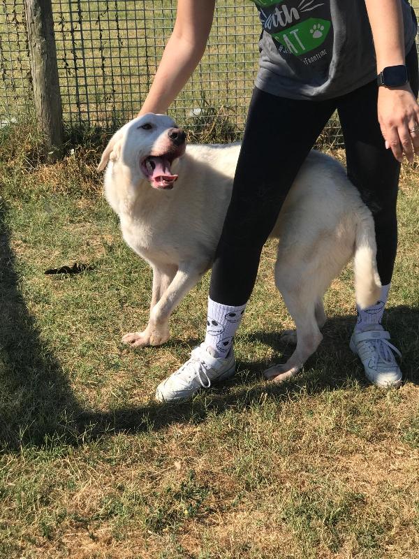 Boston, simil labrador dagli occhi dolcissimi Foto 6